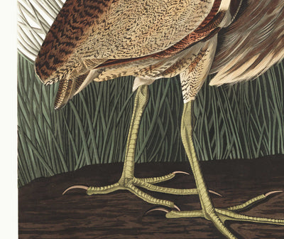American Bittern by John James Audubon, 1827