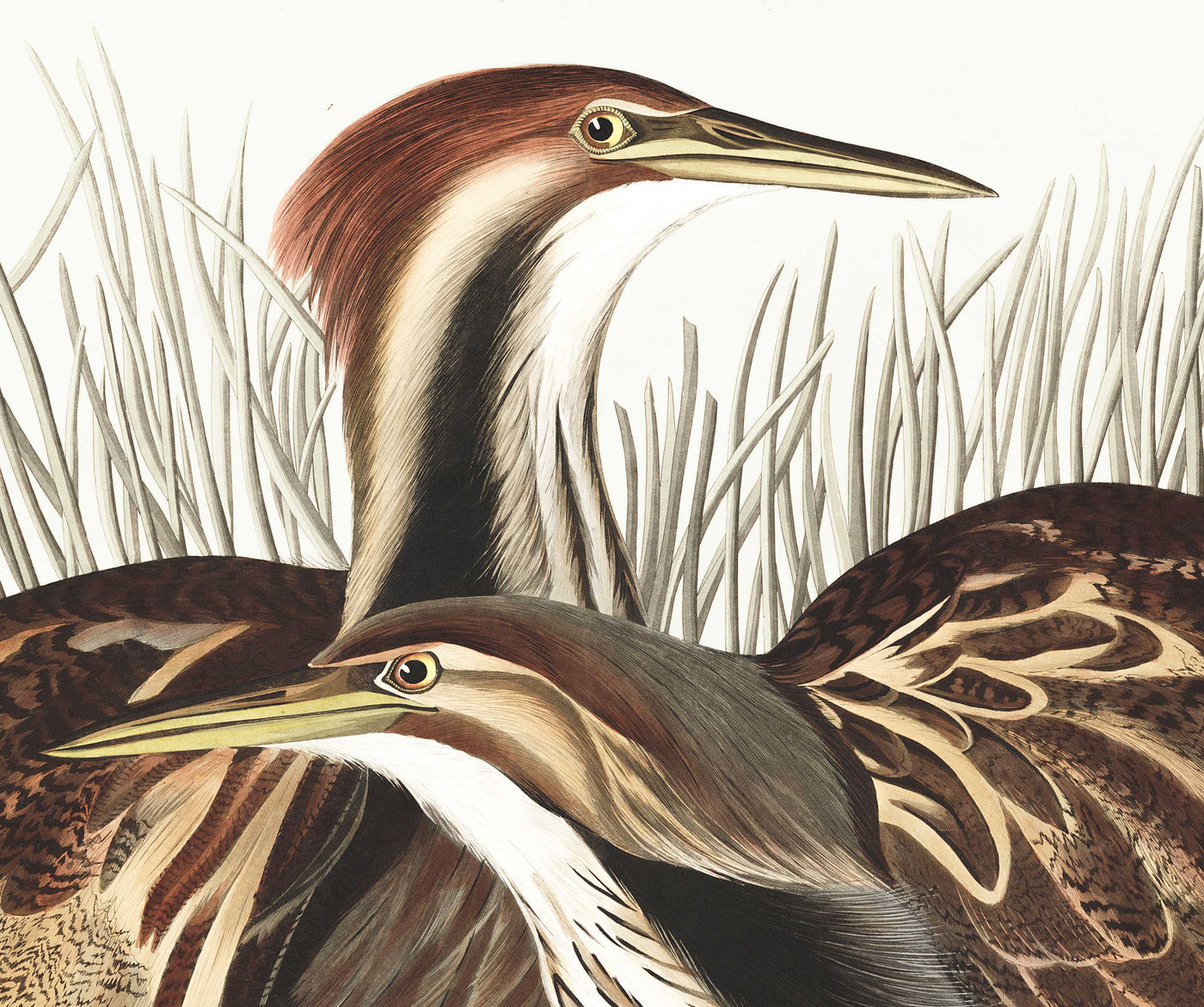 American Bittern by John James Audubon, 1827