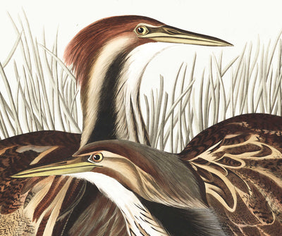 American Bittern by John James Audubon, 1827