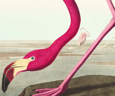 Amerikanischer Flamingo von John James Audubon, 1827 