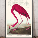 Amerikanischer Flamingo von John James Audubon, 1827 