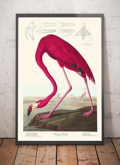 Amerikanischer Flamingo von John James Audubon, 1827 
