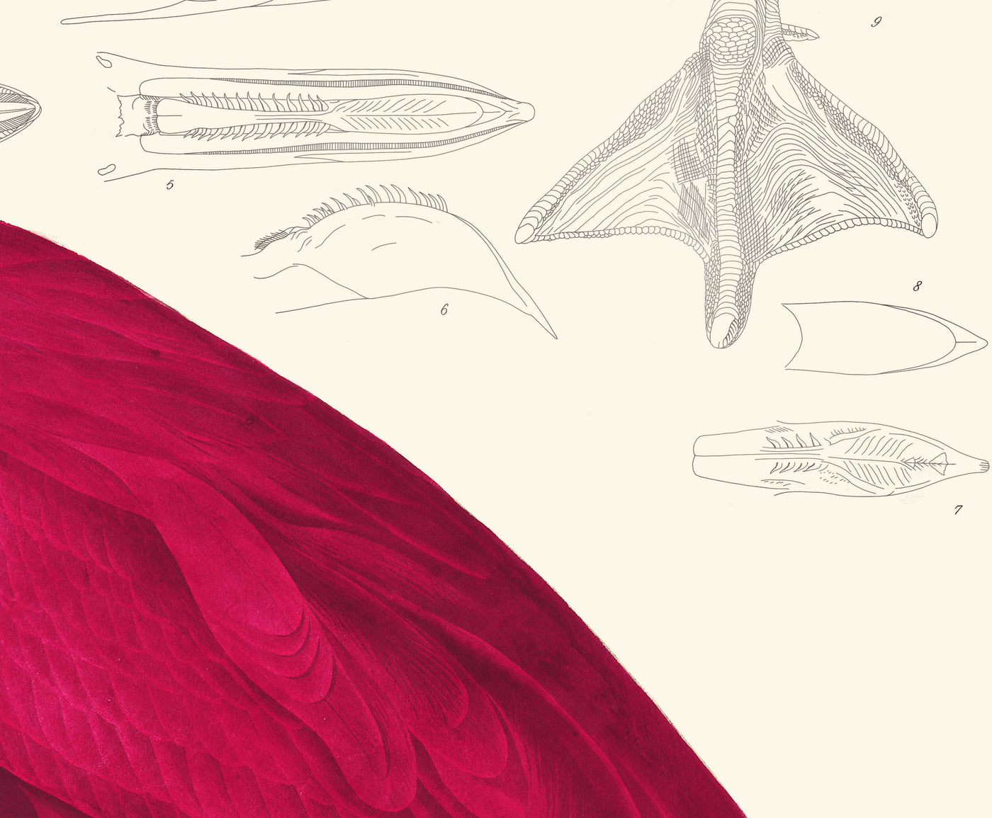Amerikanischer Flamingo von John James Audubon, 1827 