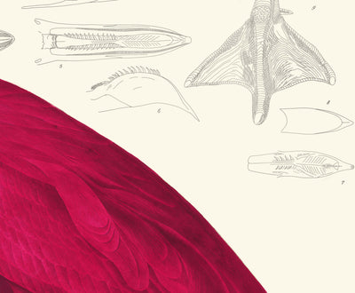 Amerikanischer Flamingo von John James Audubon, 1827 