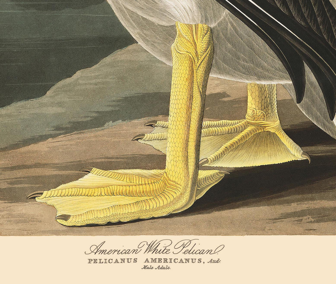 American White Pelican by John James Audubon, 1827