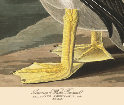 American White Pelican by John James Audubon, 1827