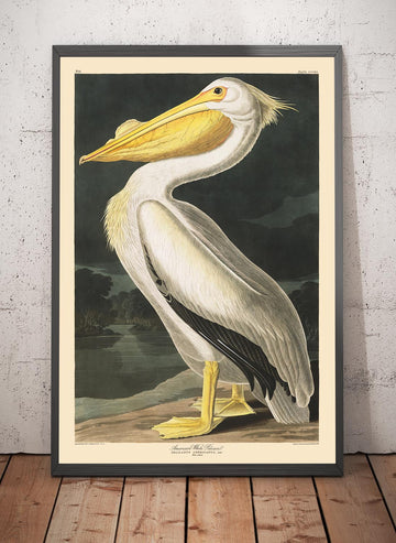 Pelícano blanco americano de John James Audubon, 1827 