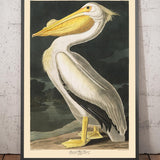 Amerikanischer Weißpelikan von John James Audubon, 1827 