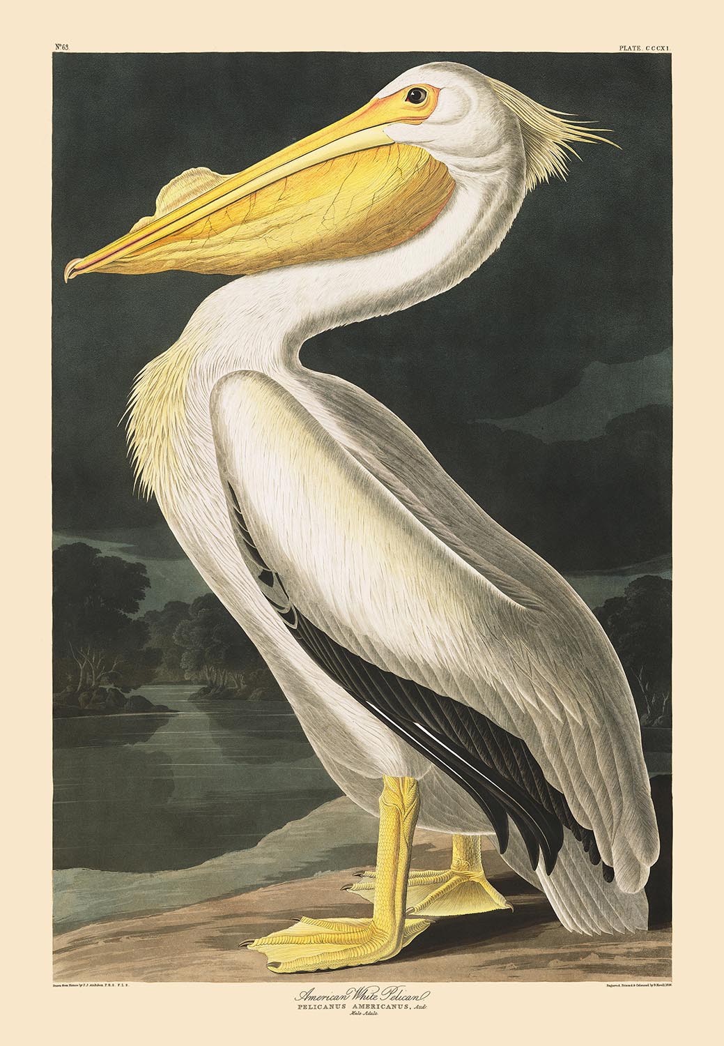 American White Pelican by John James Audubon, 1827