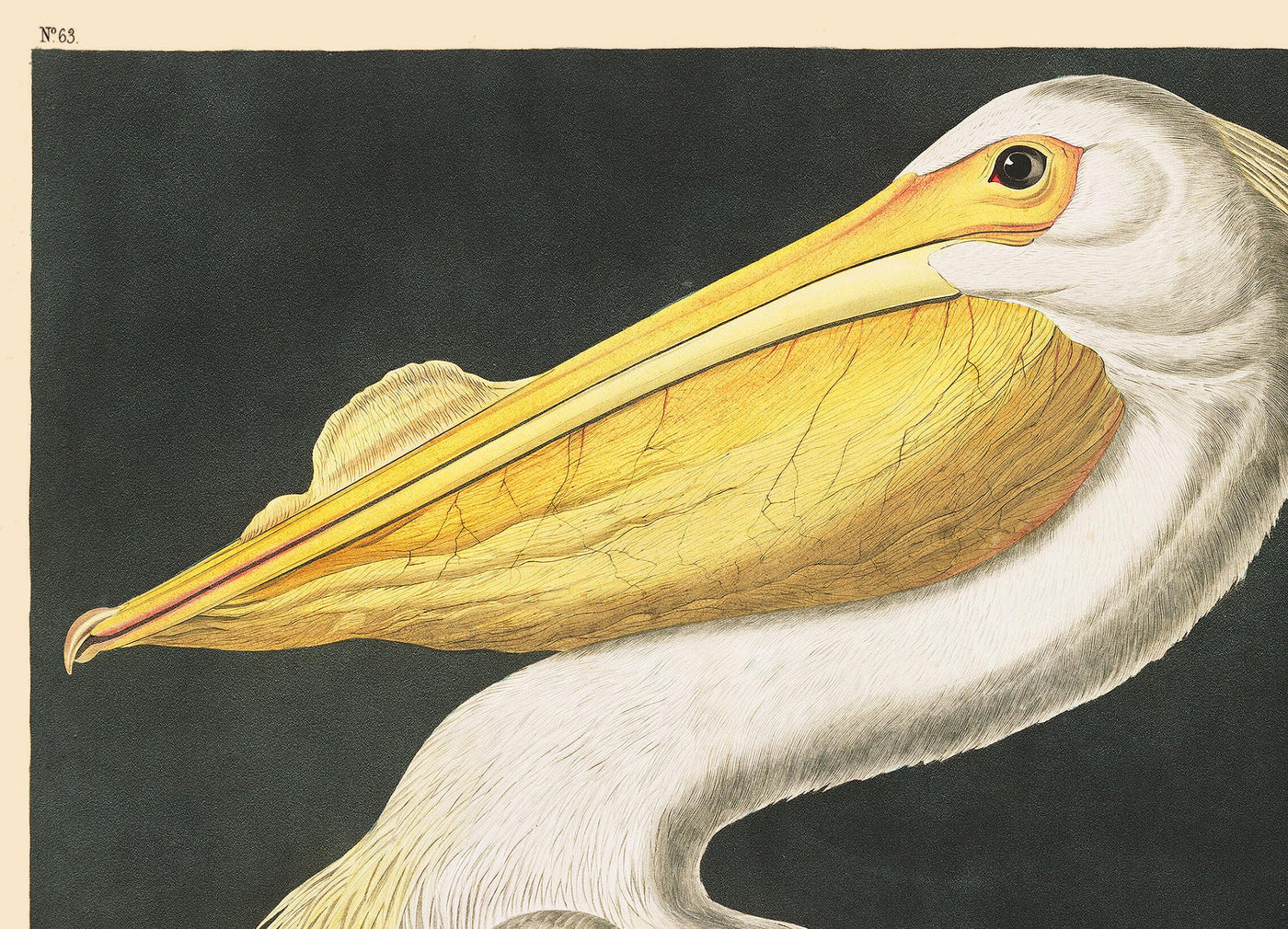 American White Pelican by John James Audubon, 1827