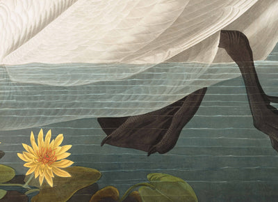 Cygne américain commun par John James Audubon, 1827 - Art fin personnalisé 