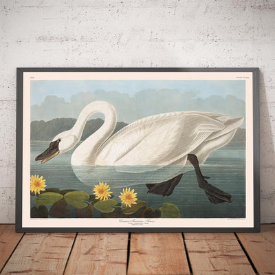 Cygne américain commun par John James Audubon, 1827 - Art fin personnalisé 