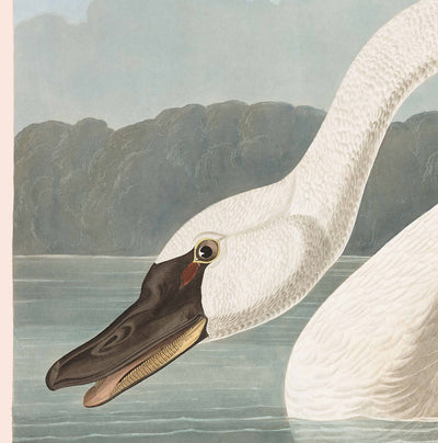 Cygne américain commun par John James Audubon, 1827 - Art fin personnalisé 