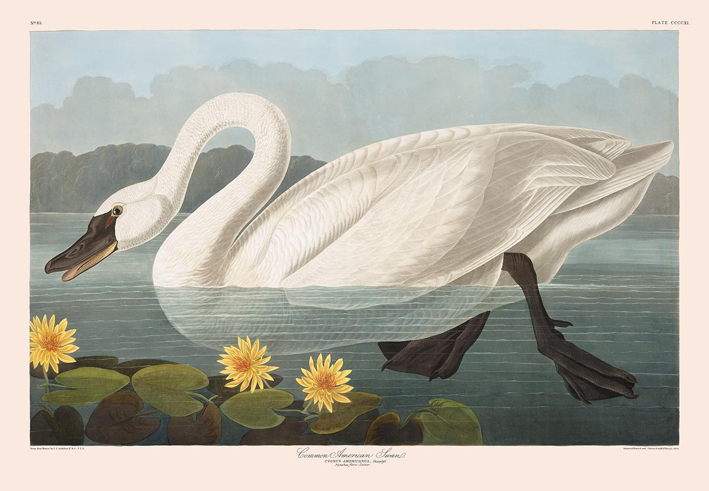 Cygne américain commun par John James Audubon, 1827 - Art fin personnalisé 