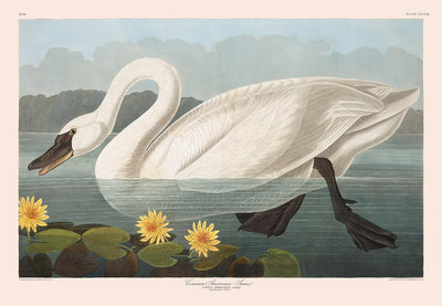 Cygne américain commun par John James Audubon, 1827 - Art fin personnalisé 