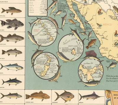 Ancienne carte picturale des États-Unis pour le gros gibier, 1936 - Alaska, Floride, Michigan, Minnesota, Louisiane