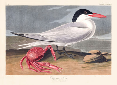 Cernícalo Cayena de John James Audubon, 1827 - Arte Fine Personalizado 