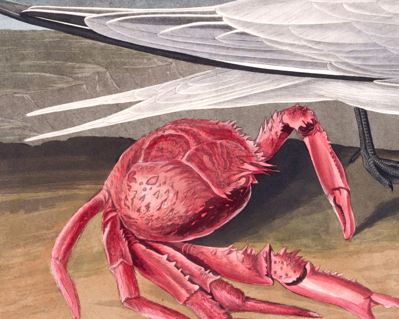 Cernícalo Cayena de John James Audubon, 1827 - Arte Fine Personalizado 