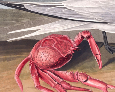 Cernícalo Cayena de John James Audubon, 1827 - Arte Fine Personalizado 