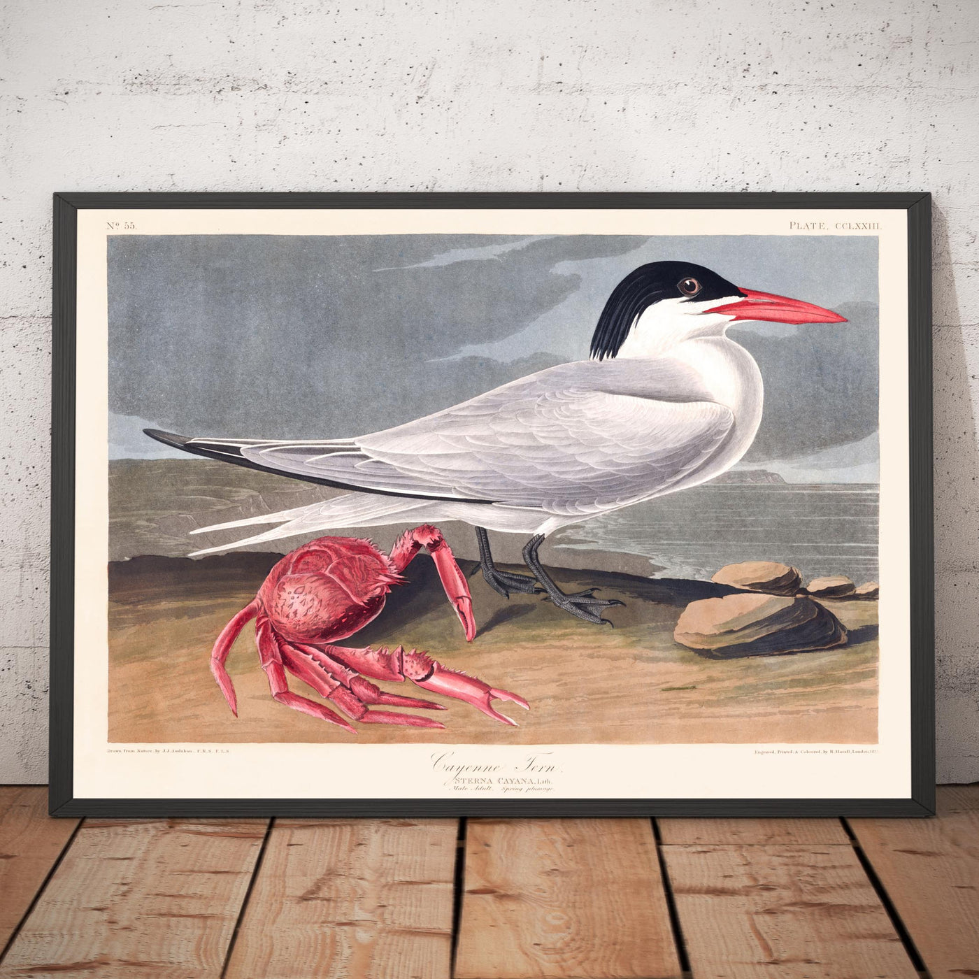 Cernícalo Cayena de John James Audubon, 1827 - Arte Fine Personalizado 