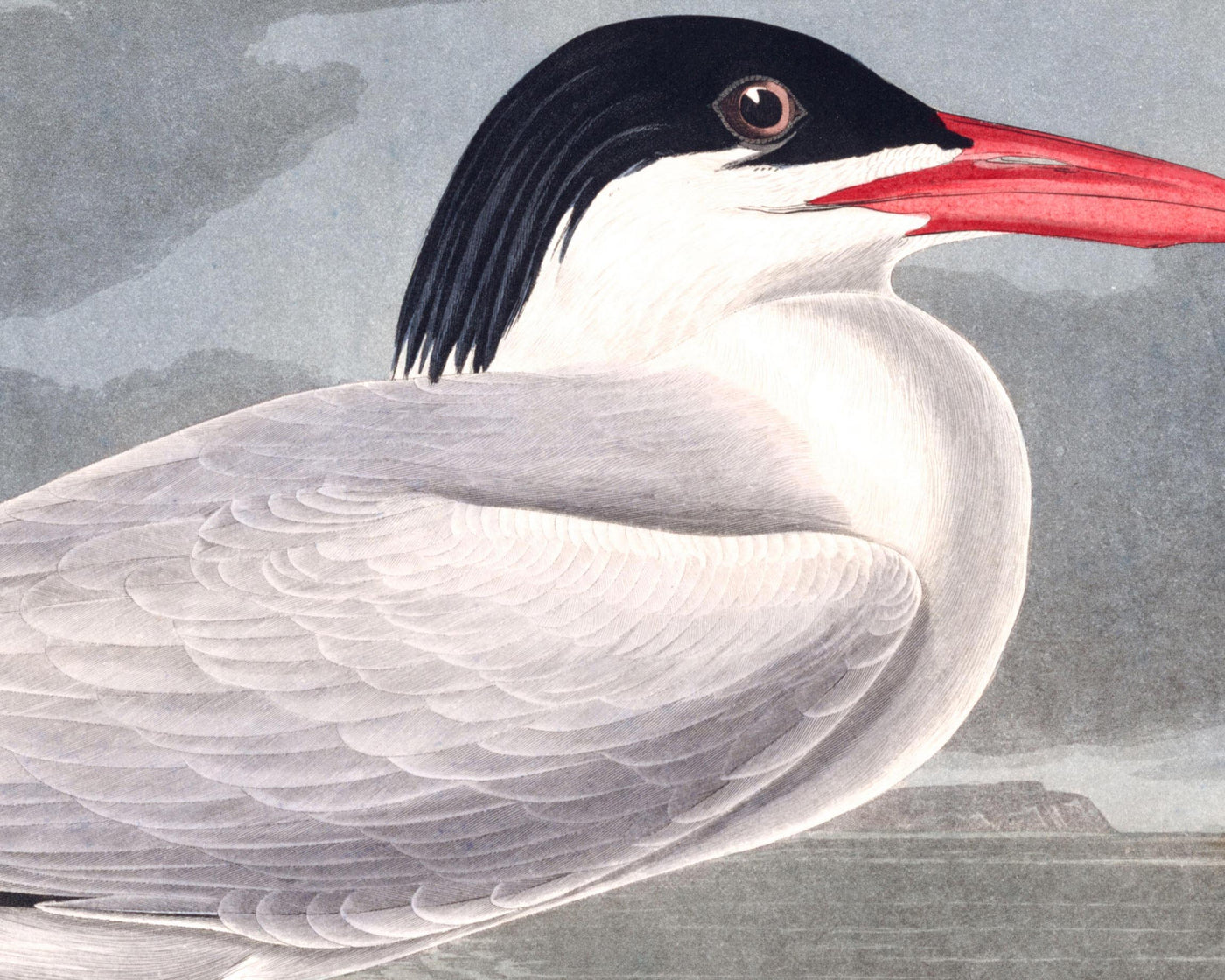 Cernícalo Cayena de John James Audubon, 1827 - Arte Fine Personalizado 