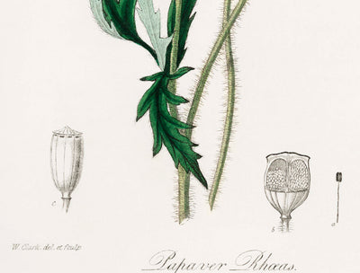 Common Poppy Botanical Illustration by Stephenson and Churchill, 1836