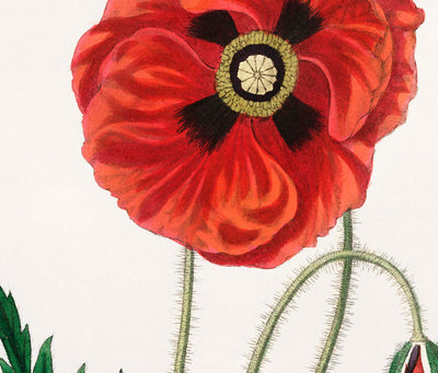 Common Poppy Botanical Illustration by Stephenson and Churchill, 1836