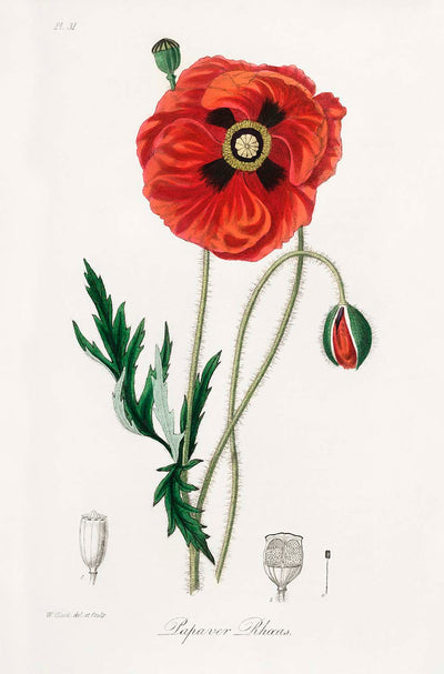 Common Poppy Botanical Illustration by Stephenson and Churchill, 1836