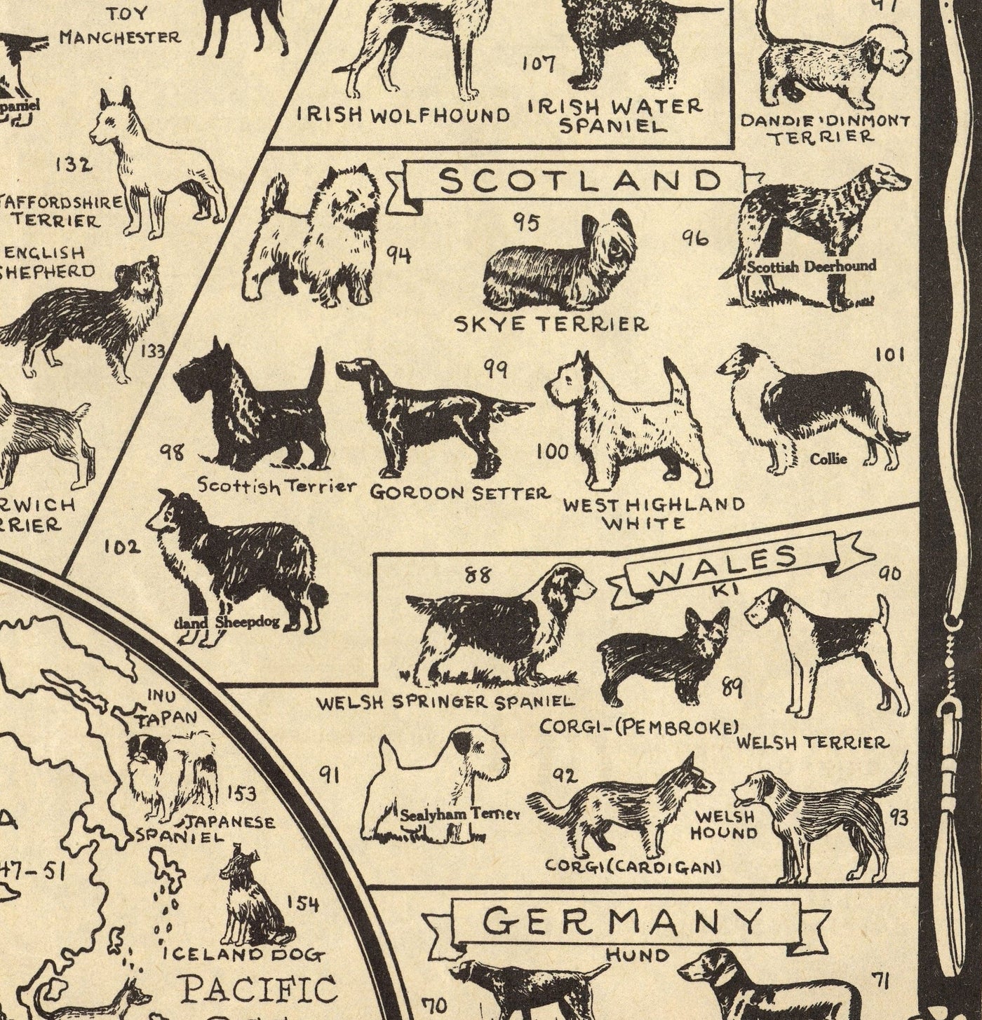 Ancienne carte des chiens, 1936 - Atlas mondial des races - Terrier, Bulldog, Carlin, Berger allemand, Husky, Retriever, Chien de berger