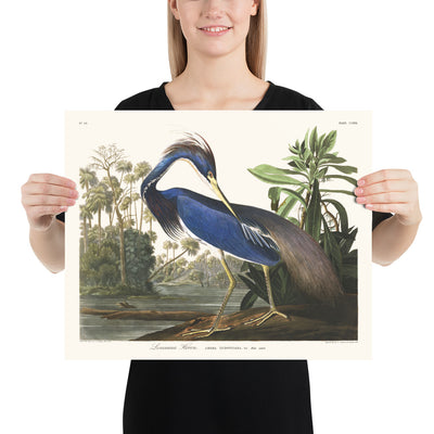 Louisiana Heron by John James Audubon, 1827 - Personalised Fine Art