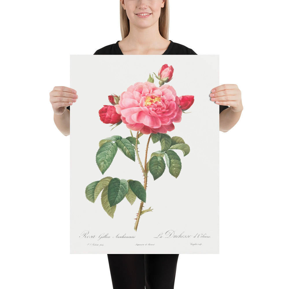 Gallic Rose Botanical Illustration by Pierre-Joseph Redouté, 1817