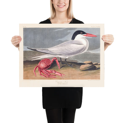 Cernícalo Cayena de John James Audubon, 1827 - Arte Fine Personalizado 