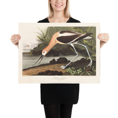 Avocette américaine par John James Audubon, 1827 