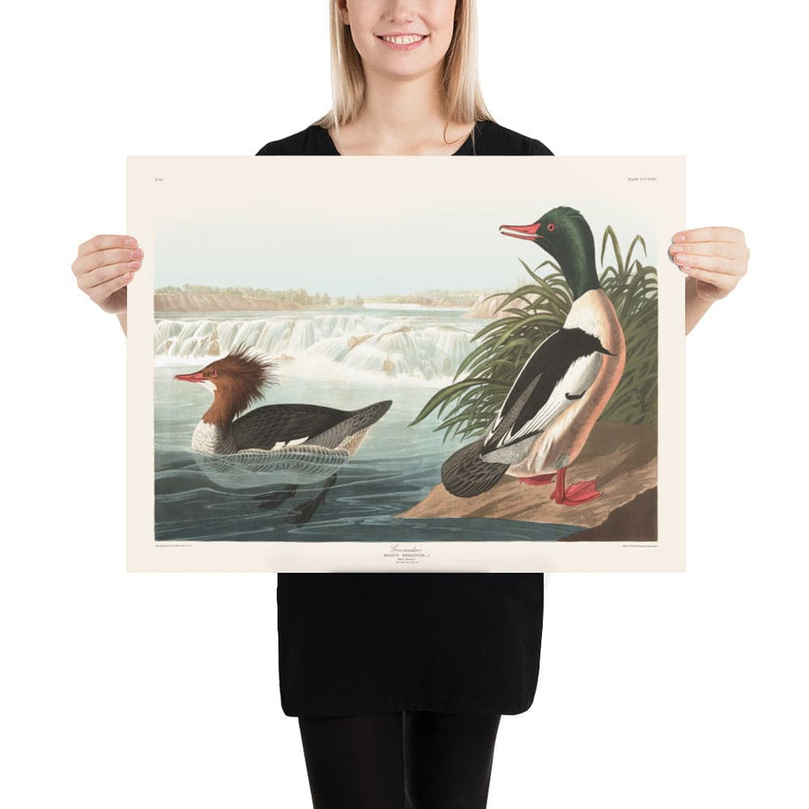 Goosander (Anatra di mare) di John James Audubon, 1827 