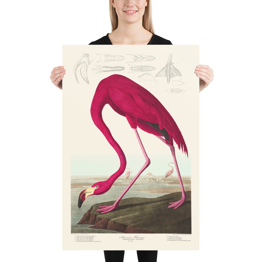 Amerikanischer Flamingo von John James Audubon, 1827 