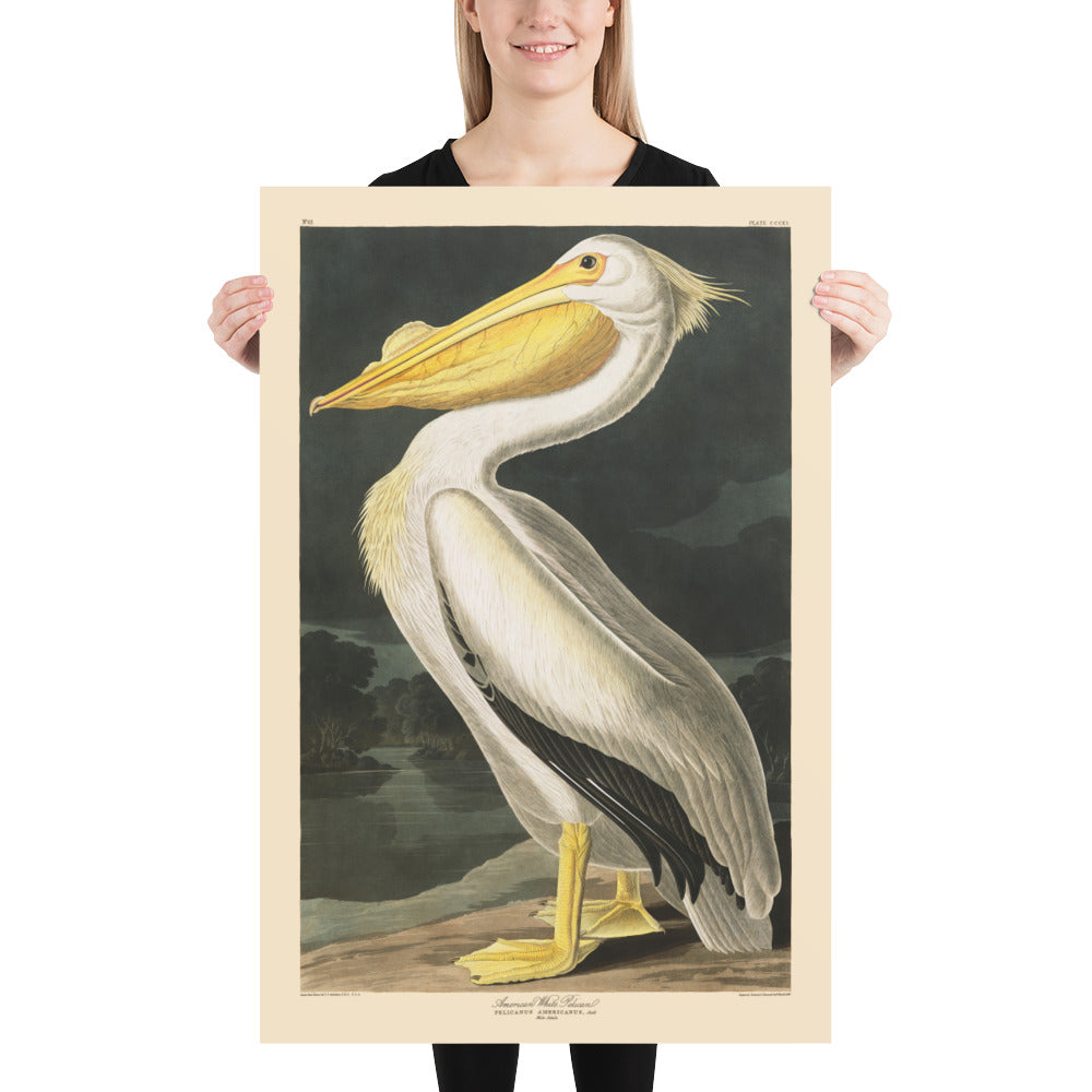 American White Pelican by John James Audubon, 1827