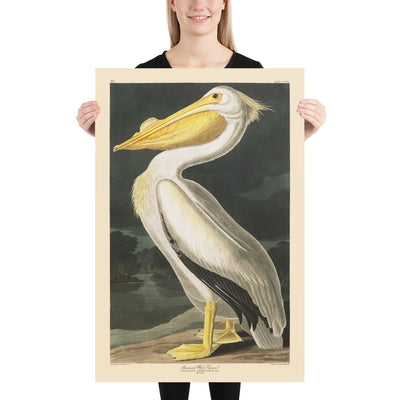 American White Pelican by John James Audubon, 1827