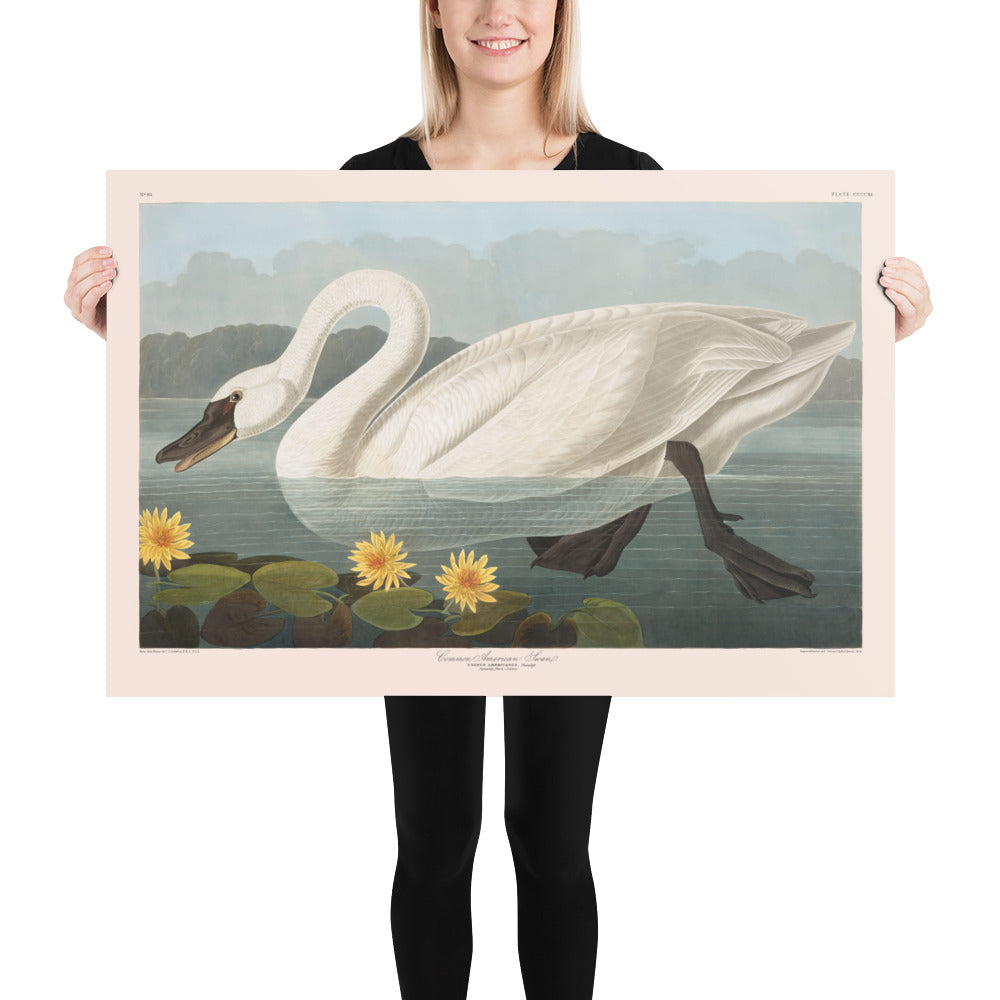 Cygne américain commun par John James Audubon, 1827 - Art fin personnalisé 