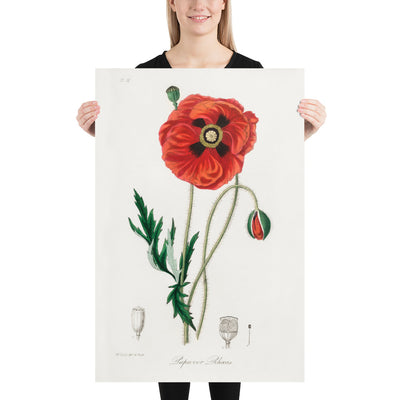 Common Poppy Botanical Illustration by Stephenson and Churchill, 1836