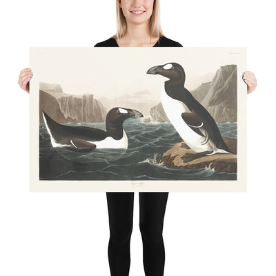 Great Auk (Extinct Penguin) by John James Audubon, 1827