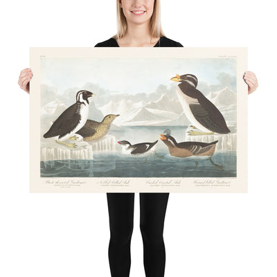 Guillemots & Auks (Seabirds) by John James Audubon, 1827