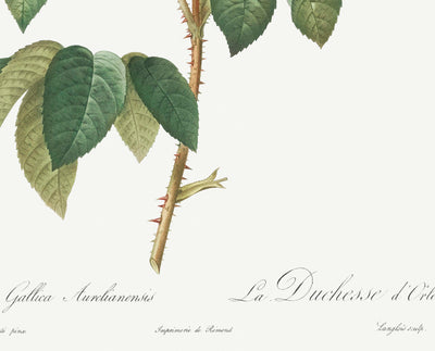Gallic Rose Botanical Illustration by Pierre-Joseph Redouté, 1817