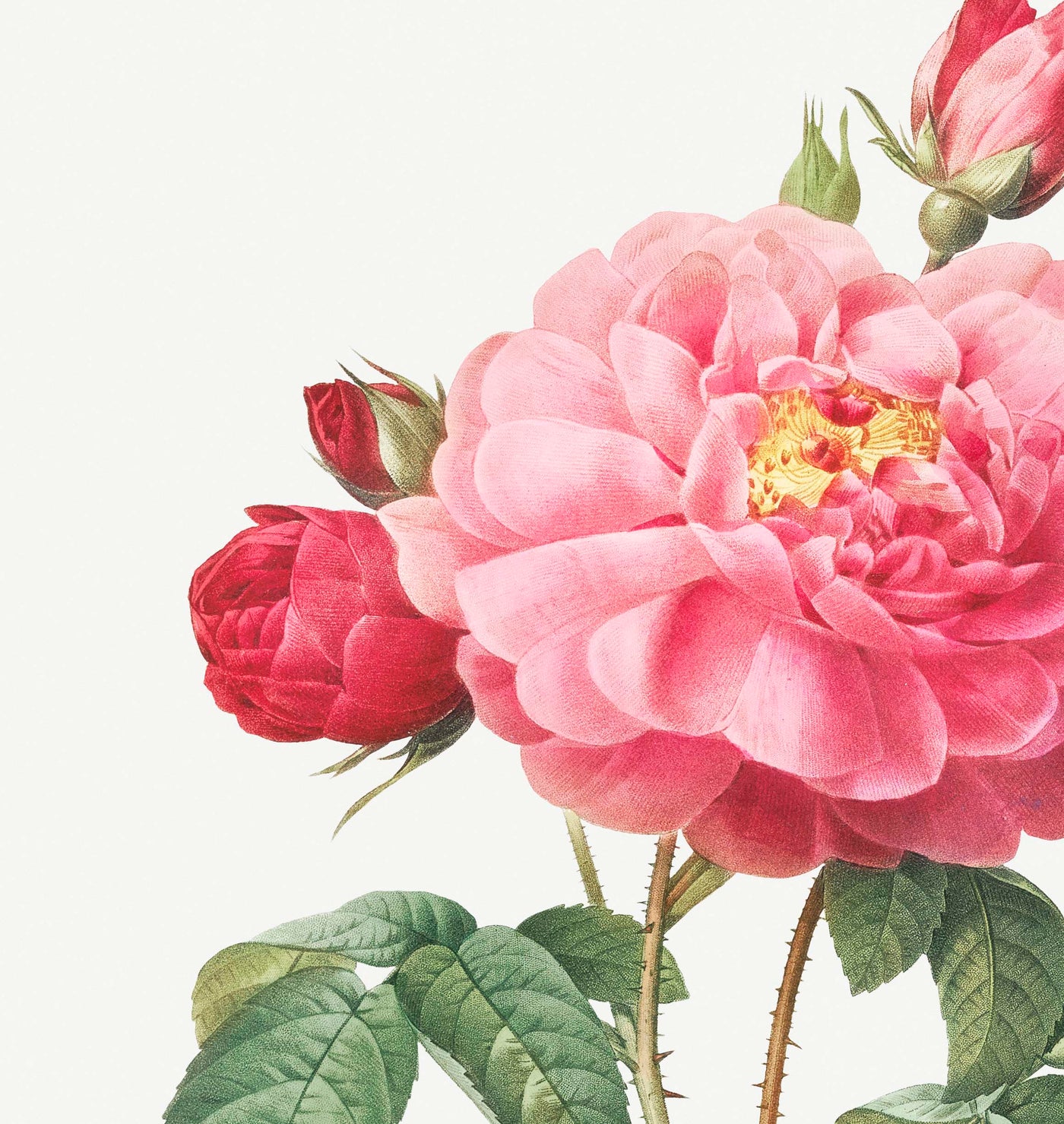 Gallic Rose Botanical Illustration by Pierre-Joseph Redouté, 1817