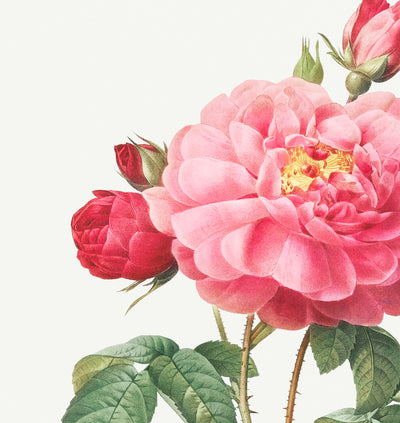 Gallic Rose Botanical Illustration by Pierre-Joseph Redouté, 1817