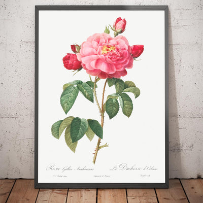 Gallic Rose Botanical Illustration by Pierre-Joseph Redouté, 1817