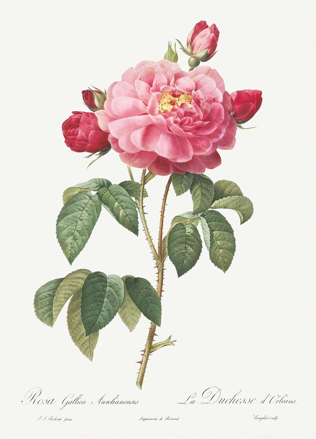 Gallic Rose Botanical Illustration by Pierre-Joseph Redouté, 1817