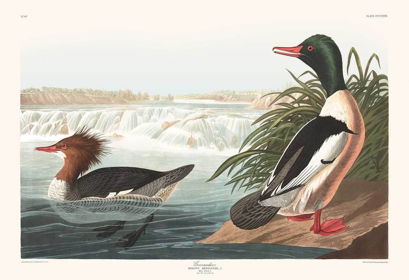 Harle de Mottled (Canard de mer) par John James Audubon, 1827 