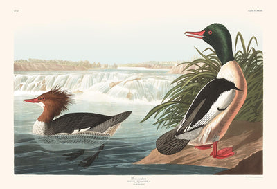 Harle de Mottled (Canard de mer) par John James Audubon, 1827 