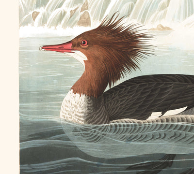 Harle de Mottled (Canard de mer) par John James Audubon, 1827 