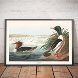 Merganser (Pato marino) por John James Audubon, 1827 